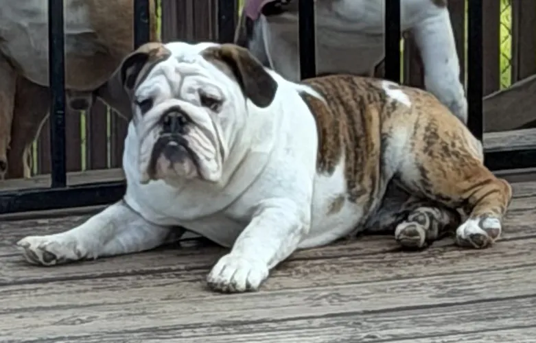 Dee Sampey Trinity Bulldogs