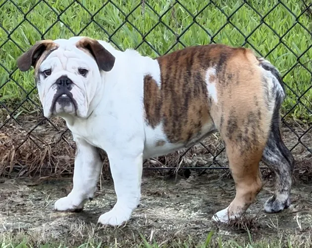 Dee Sampey Trinity Bulldogs