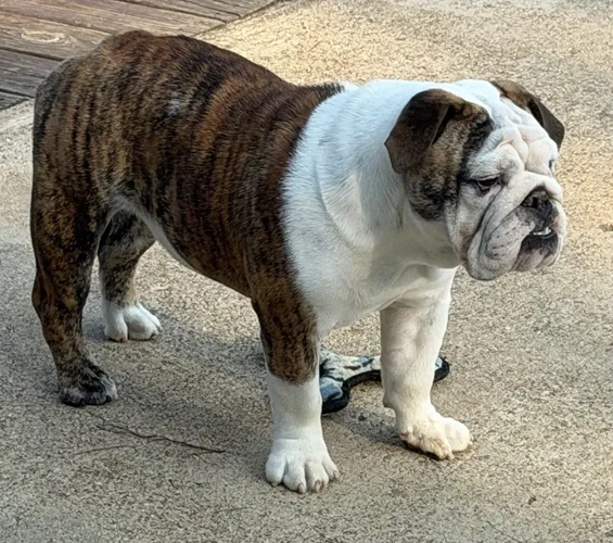 Dee Sampey Trinity Bulldogs