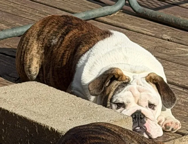 Dee Sampey Trinity Bulldogs