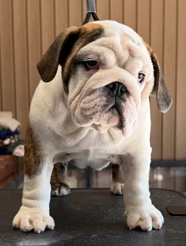 Dee Sampey Trinity Bulldogs