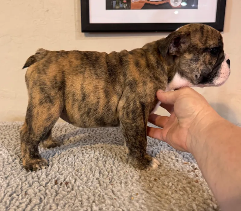 B-Loved Bulldogs, Betsy Love