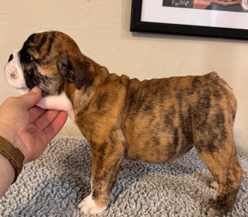 B-Loved Bulldogs, Betsy Love