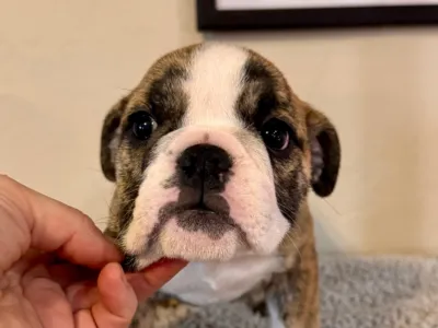 B-Loved Bulldogs, Betsy Love