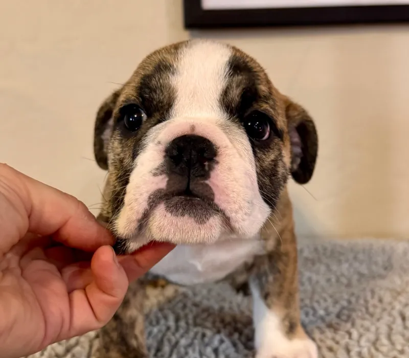 B-Loved Bulldogs, Betsy Love