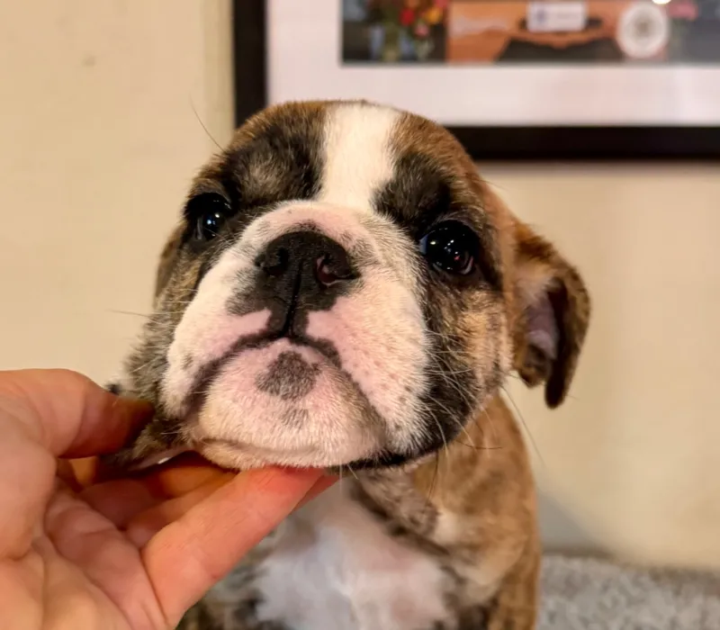 B-Loved Bulldogs, Betsy Love