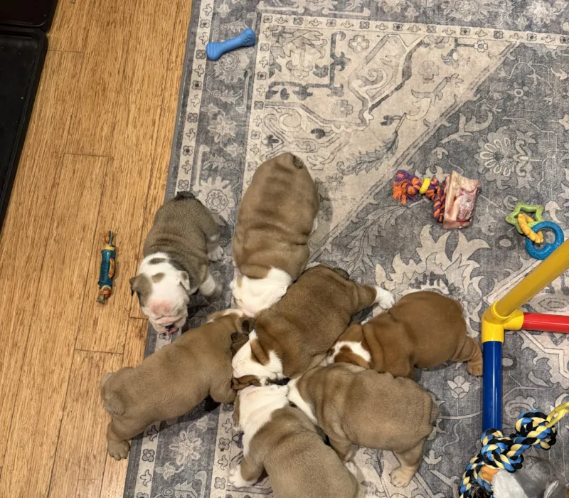 Sourmug Bulldogs