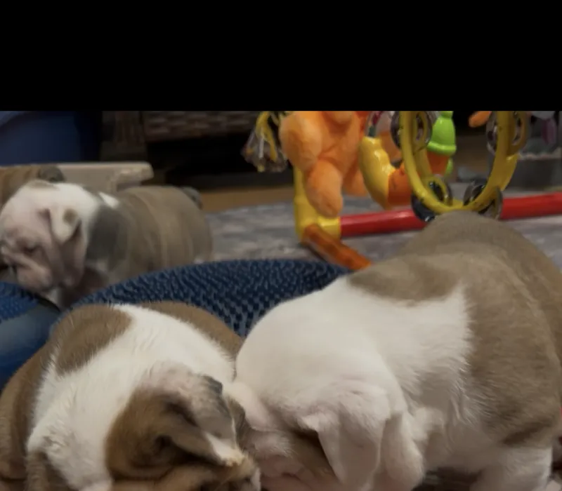 Sourmug Bulldogs