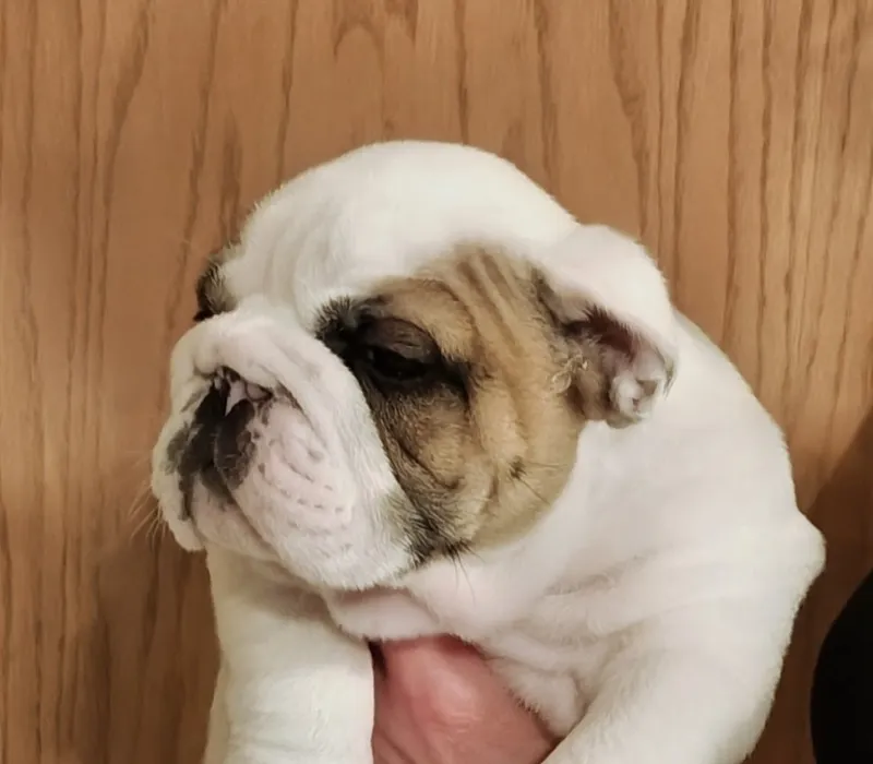 Big Pine Bulldogs