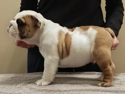 Big Pine Bulldogs