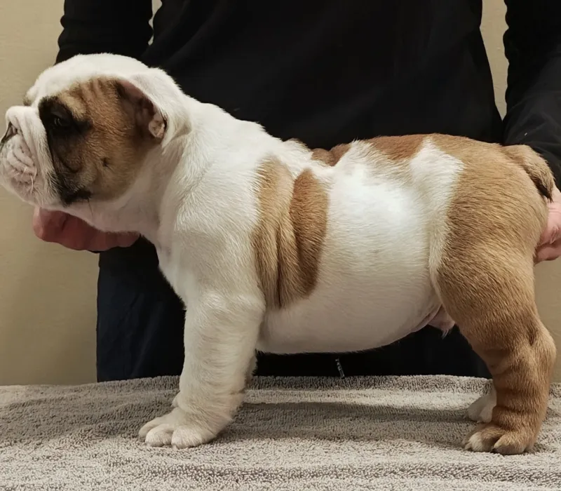 Big Pine Bulldogs