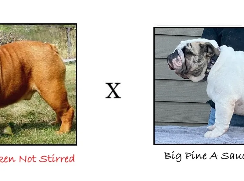 Big Pine Bulldogs