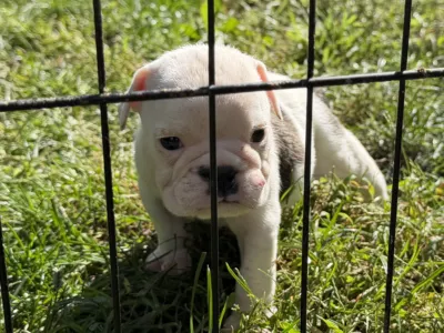 TnTsBulldogs