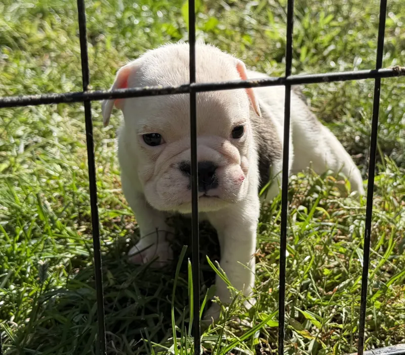 TnTsBulldogs